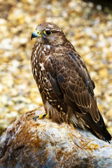 Hybridfalke, Greifvogel