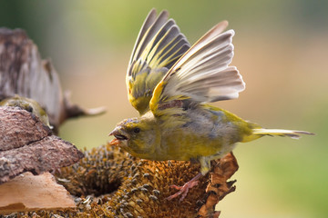 Grünfink (Carduelis chloris)