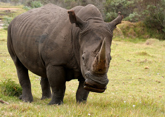 Fototapeta premium Rinoceros male grazing