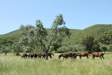 Parco dell'Uccellina -  natural reserve in Tuscany, Italy