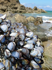 eatable mussels on a rock and sea coast