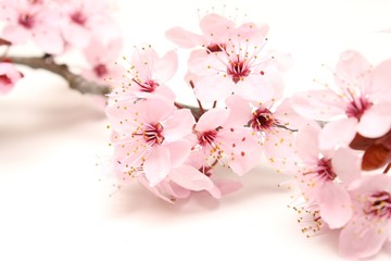Fleurs japonnais
