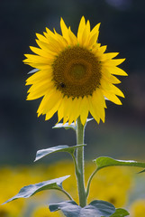 sunflower  on dark background