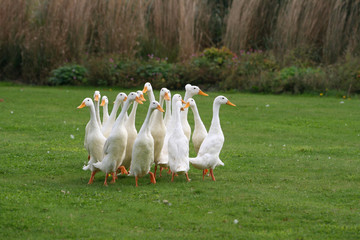 Geese Wandering in a Group