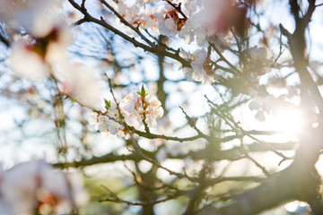 Tree blosson in april