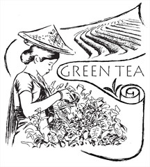 Green tea illustration with woman collecting tea