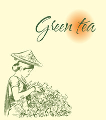 Green tea harvesting banner