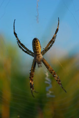Spiderweb