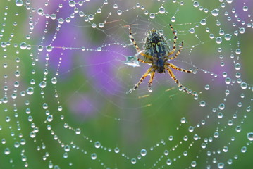 Spiderweb