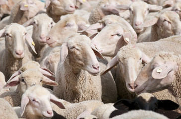 Sheep and Canola