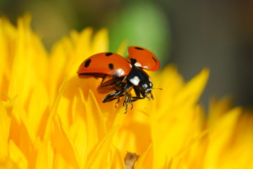 ladybug on the sunflower
