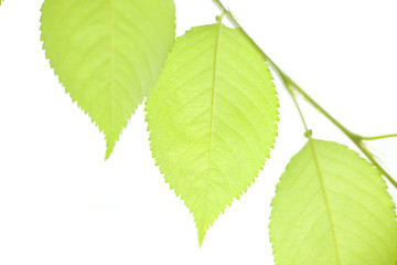 新緑のサクラの葉