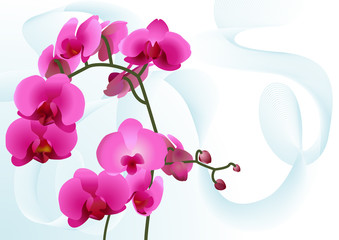 Background with pink orchids
