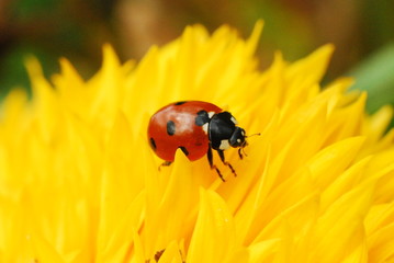 ladybug in the sunflower