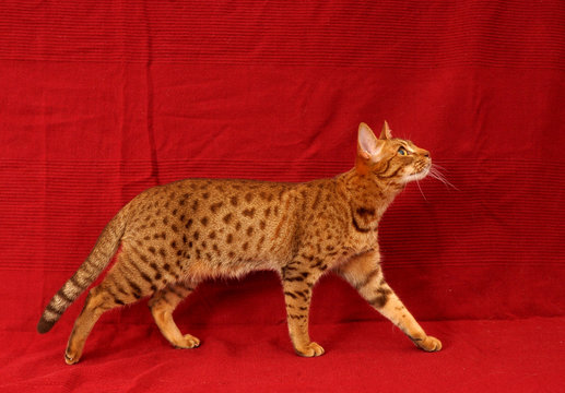 OCICAT.