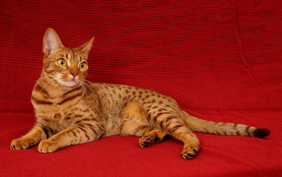 OCICAT.