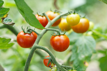 growth tomatoes