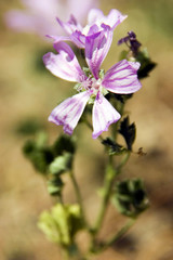 Rosane Blüte einer Wildpflanze