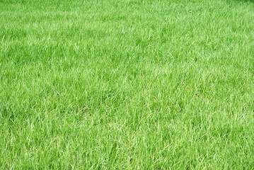 green grass