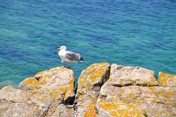 Goéland sur les côtes bretonnes, France
