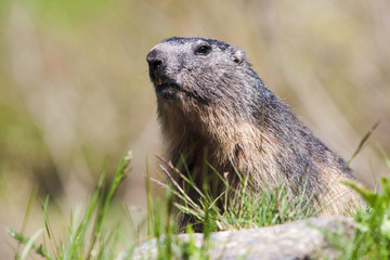 Alpine marmot in wild