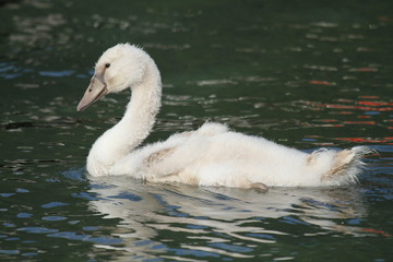 Cygne tuberculé