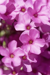 phlox