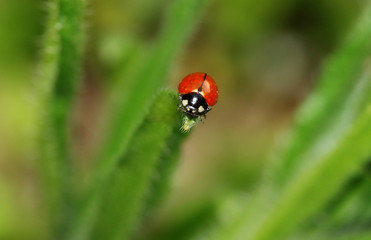 Fototapeta premium Ladybird