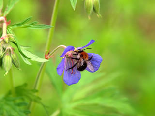 Blüte