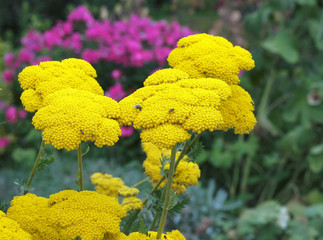 Gelbe Schafgarbe © Otto Durst