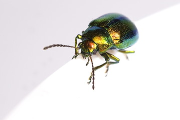 Grüner Sauerampferkäfer (Gastrophysa viridula)