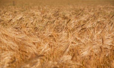 Fields of wheat
