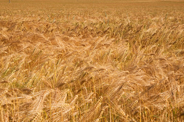 Fields of wheat