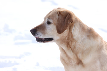 Labrador Retriever im Schnee