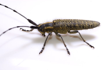 Scheckhorn-Distelbock  (Agapanthia villosoviridescens)