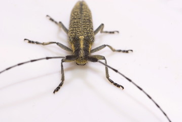 Scheckhorn-Distelbock  (Agapanthia villosoviridescens)