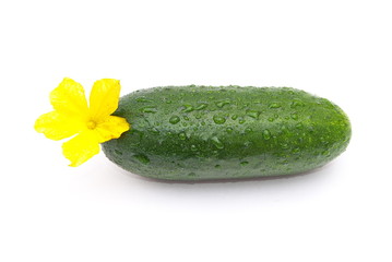 Fresh cucumber with flower