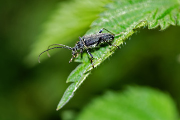 Kleiner Eichenbock (Cerambyx scopolii)