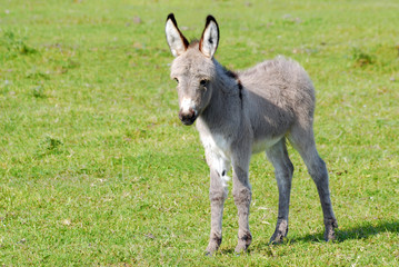 little gray donkey on pasture © goce risteski