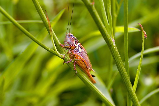 Roesels Bei&szlig;schrecke (Metrioptera roeseli)