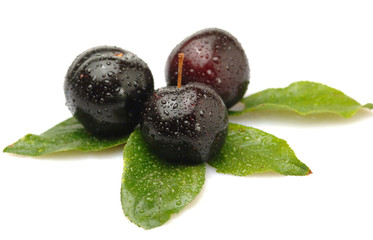 Plums - Susine