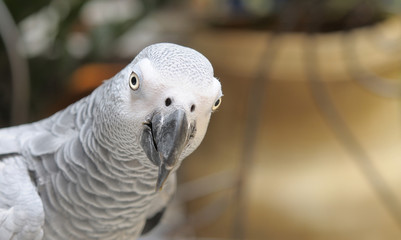 perroquet du Gabon