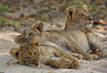 Fototapeta na wymiar Three sleepy lion cubs