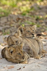 Fototapeta na wymiar Three sleepy lion cubs