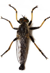 Gemeiner Strauchdieb (Neoitamus cyanurus)