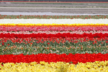 Fototapeta na wymiar Tulpenfeld in Lisse, Niederlande - Tulip field in Netherlands