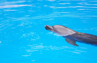  grijze dolfijn © Yuliia Bairachna
