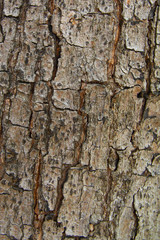 Wood Bark Texture