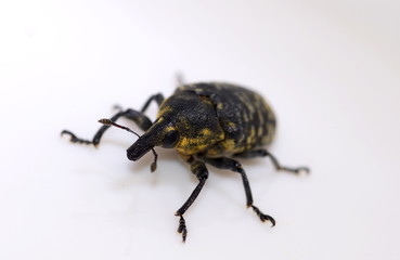 Rüsselkäfer (Larinus Sturnus)