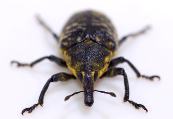 Rüsselkäfer (Larinus Sturnus)